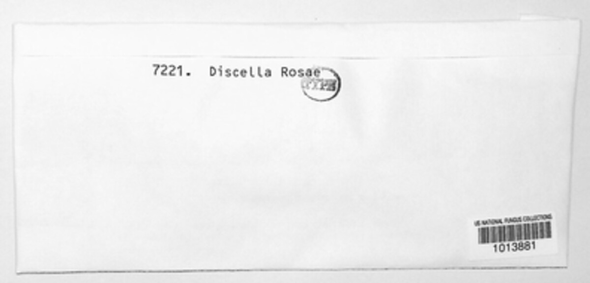Discella rosea image